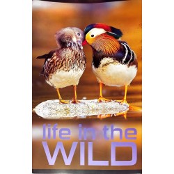 Caiet Școlar A4, 48 file, matematică, copertă color Paperland